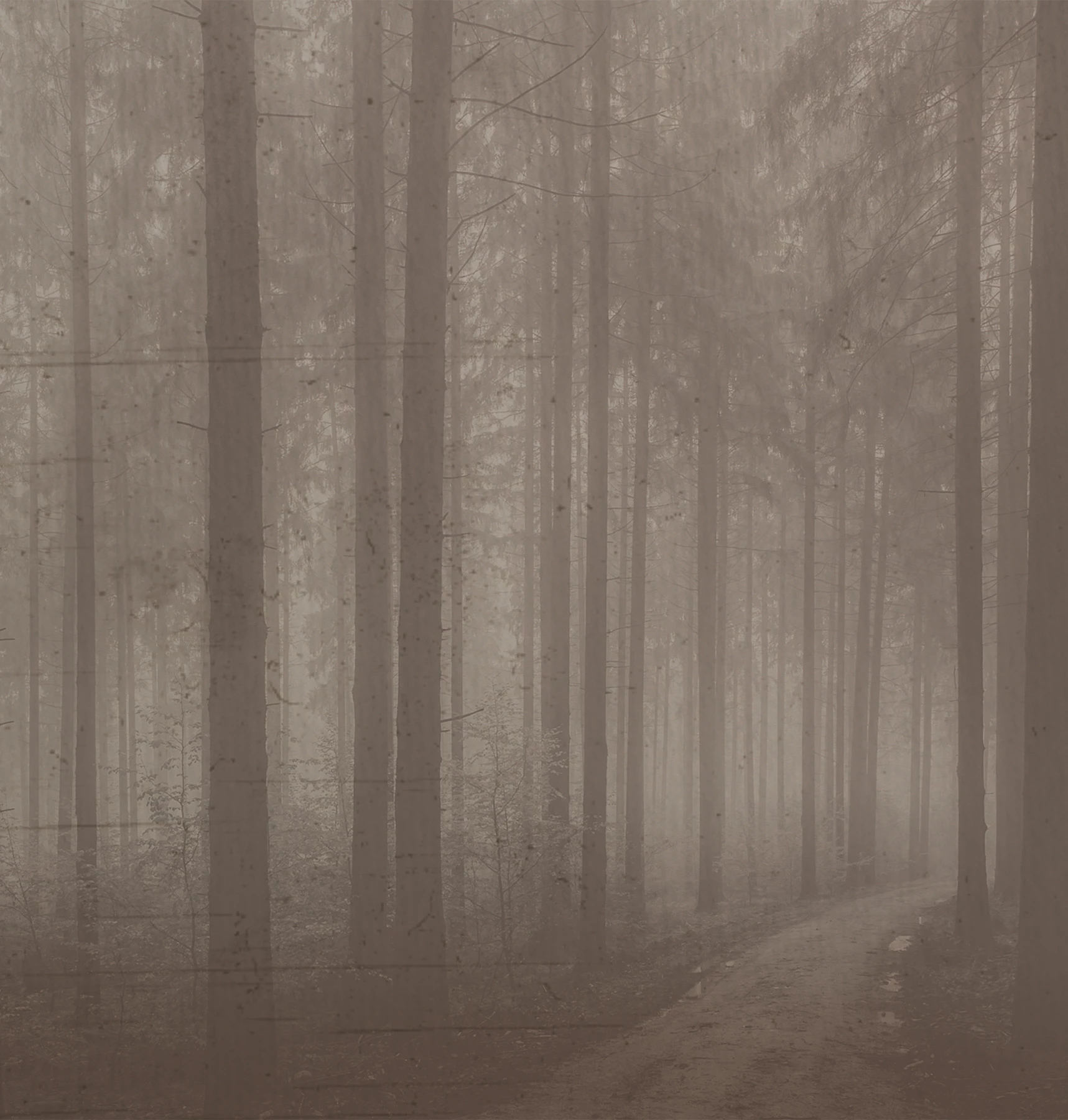 Night Forest Wallcovering