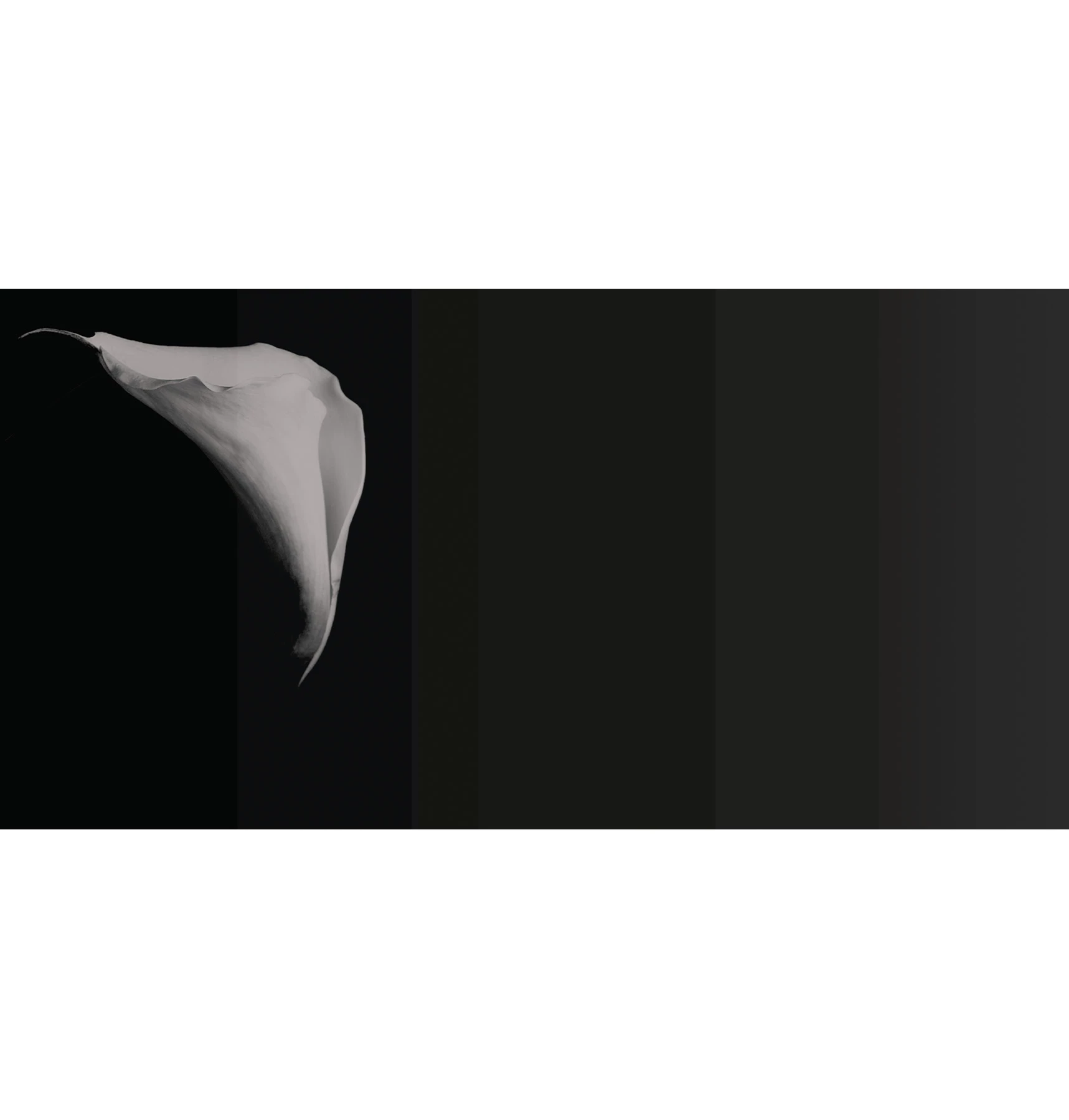Calla Wallcovering