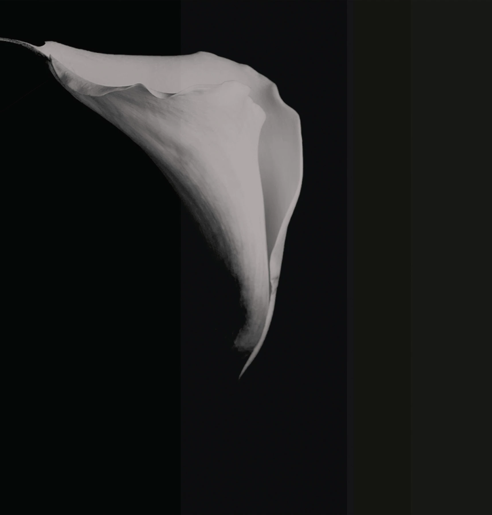 Calla Wallcovering