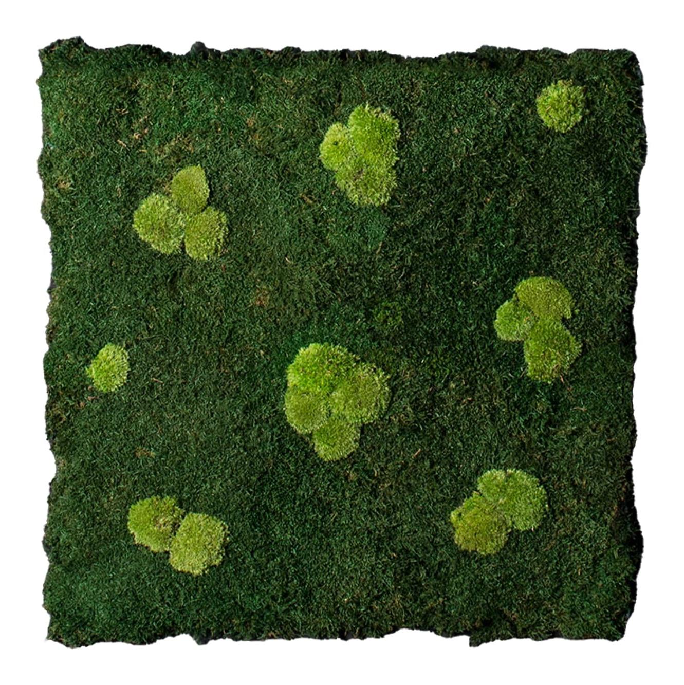 Flatmoss and Polemoss Artisan Wall Composition