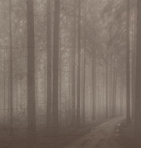 Night Forest Wallcovering