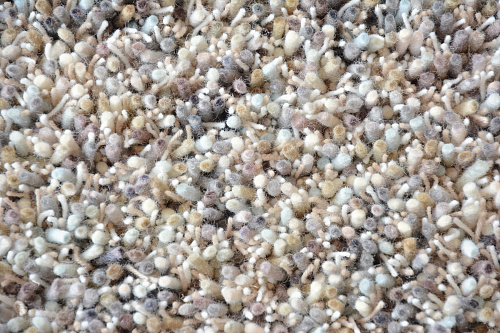 Tufted Shag Wool Rug