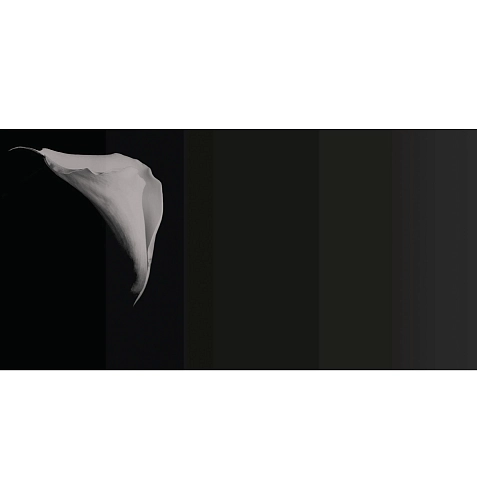 Calla Wallcovering