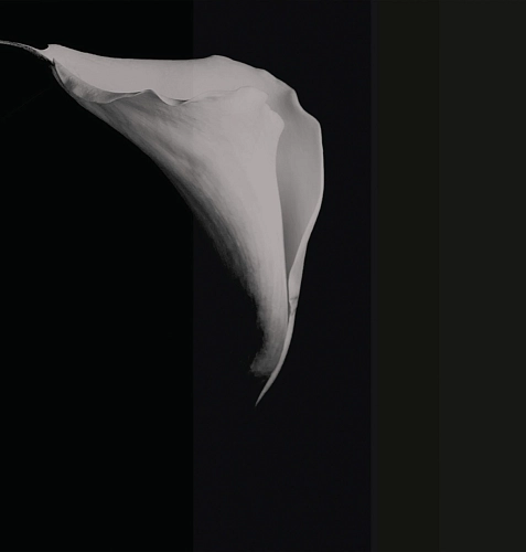 Calla Wallcovering